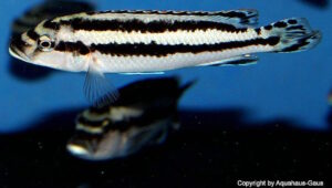 Melanochromis melanopterus